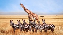 Group of wild zebras and giraffe in the African savanna against the beautiful blue sky with white clouds. Wildlife of Africa. Tanzania. Serengeti national park. African landscape.